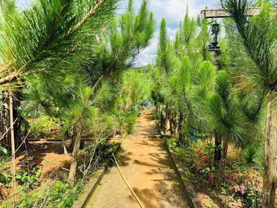 Dì nghe lời dụ bể hội Cắt Lỗ Sâu Đáy Lô Nhà Gỗ 480m2 chỉ 589tr