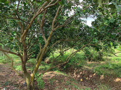 🌿 CHÍNH CHỦ CẦN BÁN ĐẤT VƯỜN KHU DÂN CƯ – ĐƯỜNG XÓM HUẾ, TRỊ AN, VĨNH