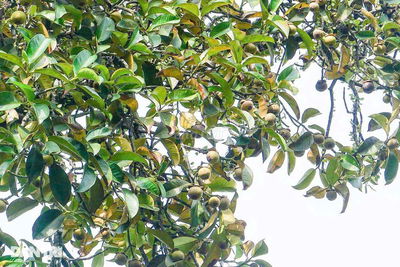 ĐẤT VƯỜN MĂNG CỤT 2145m² KÈM CĂN NHÀ CẤP 4 GIÁ CHỈ 236 TRIỆU