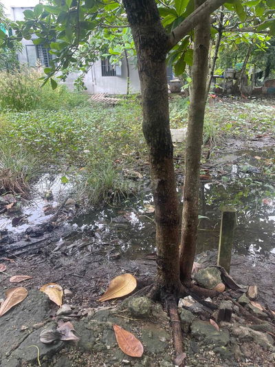 Cần Bán Đất ***