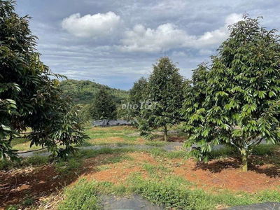 CHỈ 387 TR ĐẤT VƯỜN SẦU RIÊNG+NHÀ CẤP 4 1500m² CHƠN THÀNH BÌNH PHƯỚC