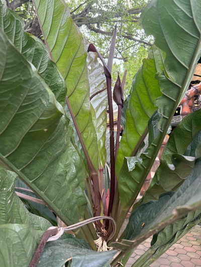 Đất sổ đỏ, thổ cư khu Hiệp Thành 3, 146m2