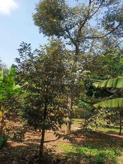 [HOT] Mảnh vườn 2000m2 có sẵn 100 thổ cư chỉ 2tỷ350 tại P. Hàng Gòn