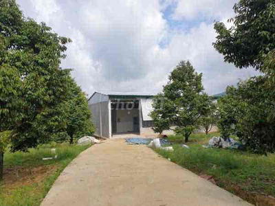 BÁN ĐẤT VƯỜN SẦU RIÊNG CHỈ TỪ 328 TRIỆU TẠI CHƠN THÀNH