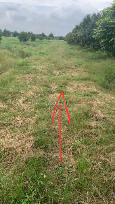 Đất trồng sầu riêng Ấp 3, Bàu Đồn