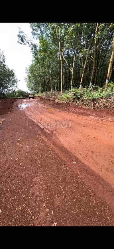 Cần bán 5,6 hecta, 100m mặt tiền. thích hợp làm nhà máy, kho xưởng