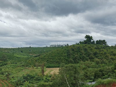 ĐẤT THỔ CƯ SHR DI LINH CHỈ TỪ 150TR