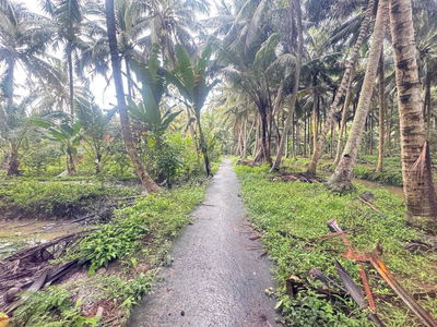 Đất vườn Dừa 160tr/ công có 2 công