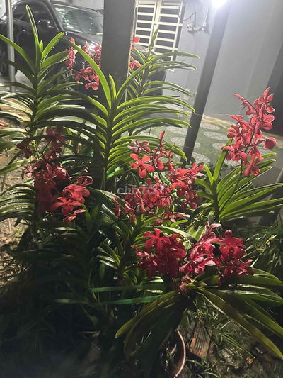 Bán nhà vườn góc hai mặt tiền, diện tích 2250 mét