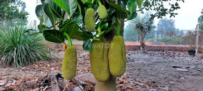 Bán vườn cây ăn trái 25m×40m đường Vườn Thơm xã Bình Lợi HBC