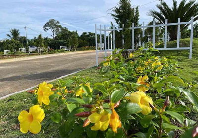 Lô đất thổ cư 550tr Rào sẳn cây ăn trái Lộc An