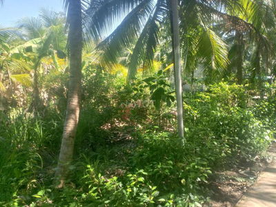 Đất vườn dừa tổng 3662m2, có 600m2 thổ cư,mặt tiền đường lộ đan