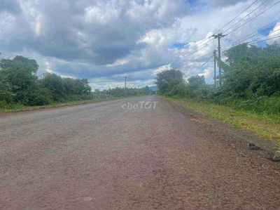 Cần bán đất thổ đang trồng sầu 2800m2 tại Chư Prông, Gia Lai. 1 TỶ 995