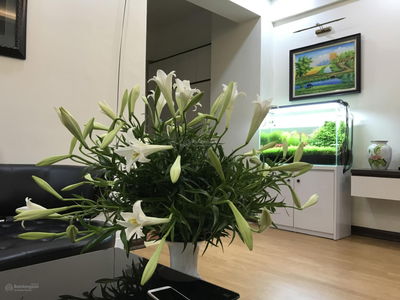 Chính chủ bán căn hộ 86,26m tại cc 151A Nguyễn Đức Cảnh, Hà Nội