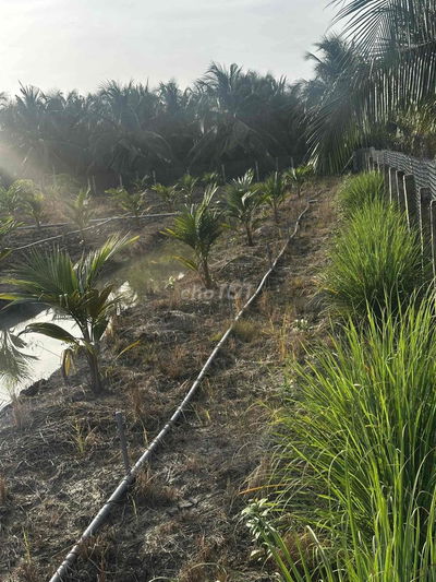 ĐẤT THO GIÁ RẺ VÀNH ĐAI LỢI BINH NHON