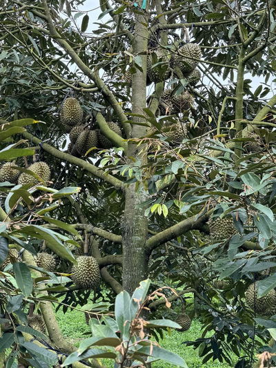 BÁN GẤP LÔ RẪY FULL SẦU THÁI NĂM 8, SÁT NGAY BỆNH VIỆN MỚI BUÔN HỒ