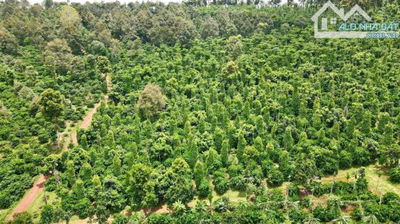 BAN DAT. Heo Vàng sinh lời ___ thu nhập ròng 4-10tỷ trên 1 năm