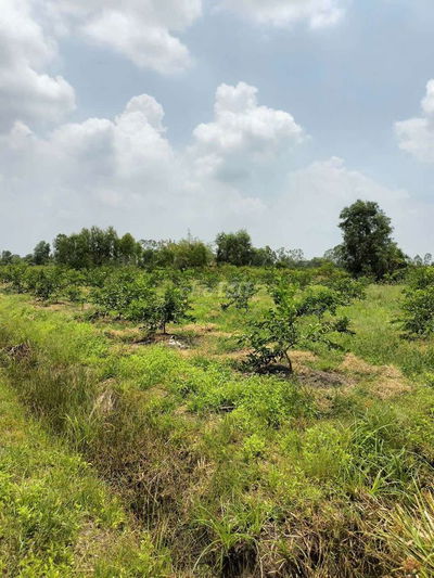 Cần bán 1000m2 đất trồng cây có SHR gần chợ và UBND xã Thạnh Lợi