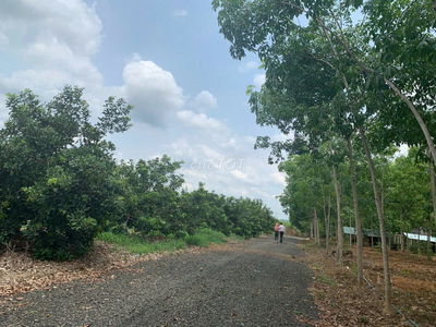 Chính chủ bán 1 sào chôm chôm, sổ riêng