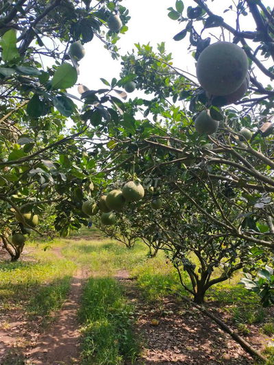 Chính chủ cần bán Đất vườn bưởi da xanh ở Xuân Lộc Đồng Nai