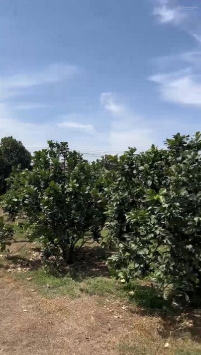 Bán gấp đất nền sông Đồng Nai 3000m2 tại Bình Lợi, Vĩnh Cửu, Đồng Nai, giá 14,5tỷ- 3000m sổ hồng