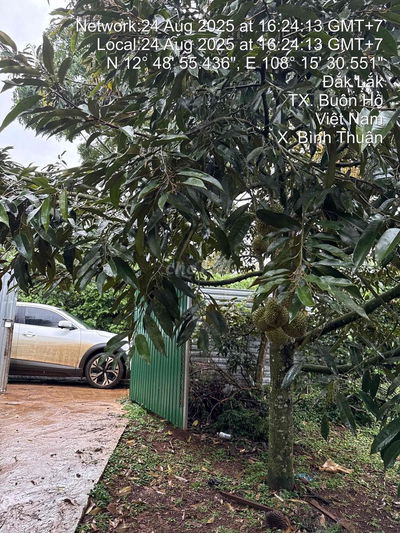 BÁN 1,9ha RẪY KHU DÂN CƯ BÌNH THUẬN, TX BUÔN HỒ. NGAY ĐÈO HÀ LAN