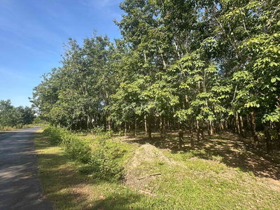 CHỦ KẸT TIỀN CẦN BÁN 2,2ha CAO SU 4 NĂM - 100m MẶT TIỀN ĐƯỜNG NHỰA