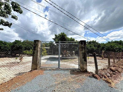 ⚡ Giá Sốc 300tr: 1.500m² Vườn Mít Đẹp, Đường Rộng, Sổ Rõ Ràng