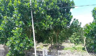 cần bán nhà vườn 500m2