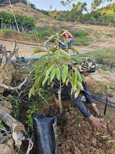 Bán Vườn Làm Homestay, Framstay đã trồng cafe và sầu riêng