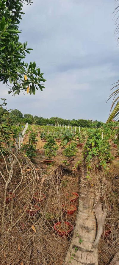 Mặt tiềng kênh 8,đường vường thơm