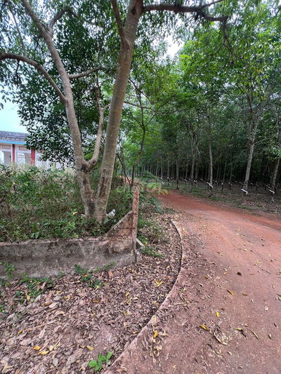 Ngân hàng thanh lý 3700m2 đất tại xẫ Thanh Tuyền Dầu Tiếng