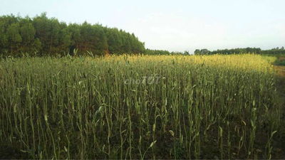 Bán đất vườn long phước br