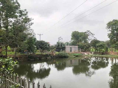 Cần cho thuê mô hình trang trại gồm 2 hồ nuôi cá nước sâu, bờ kè và qu