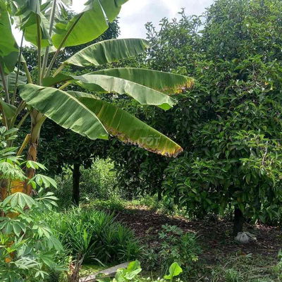 đất phường An Tây gần trường cấp 3 Tây Nam