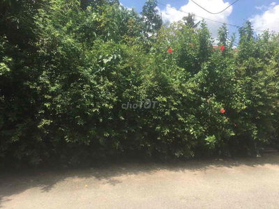 Chinh Chủ: Bán 250m thổ 222m. mt Nhị Bình 18