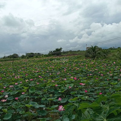 Đất mặt tiền nhựa thị trấn Ma lâm, Bình Thuận