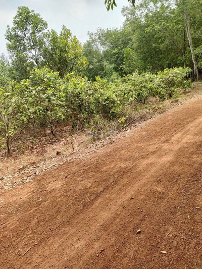 Đất Vườn , xã Quang Minh tx Chơn Thành