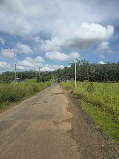 Ngang 15m bám đường nhựa xã Tân Lợi Đồng Nai, đường nhựa 256 tr bao sổ