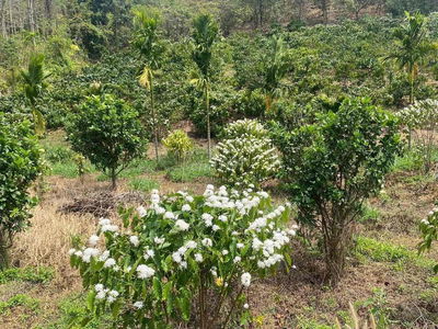 Đất 3.000m² chỉ 480 triệu – Gần hồ, sát cao tốc