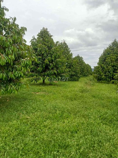 bán Vườn Sầu Riêng 6 năm đất bằng phẳng gần sông