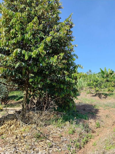 Cần bán nhà vườn có suối 135tr sát thị trấn Tân Phú