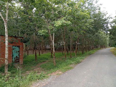 Bán đất hẻm 15 đường Trần Văn Trà Xã Bình Minh Tây Ninh