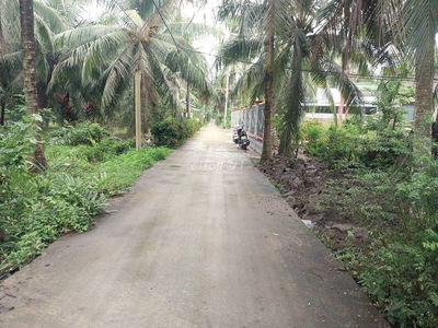 Bán đất vườn dừa đường bê tông 3 mét Hương Mỹ - Mỏ Cày Nam - Bến Tre.