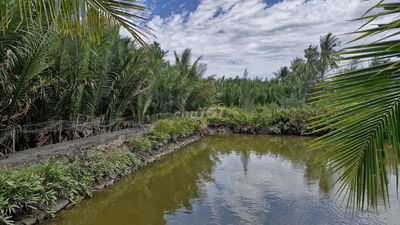 Chính chủ bán đất Cẩm thanh, Hội an, diện tích 532 m2, full thổ cư