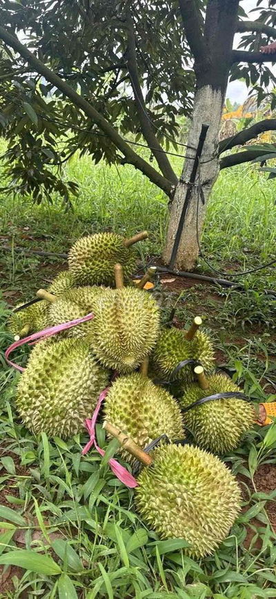 2 Lô Đất Liền Kề Khu Công Nghiệp Gần Khu Du Lịch