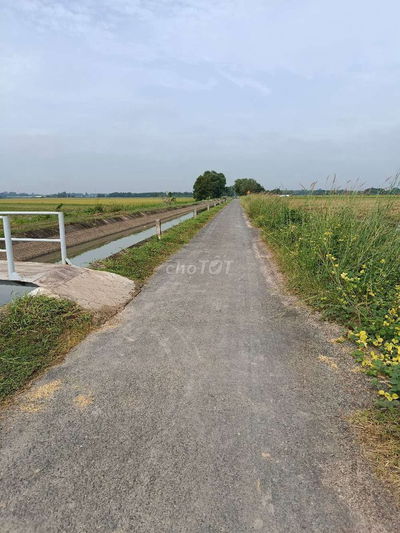 Trang trại bò ,1,3mau ,suối dộp Châu Thành