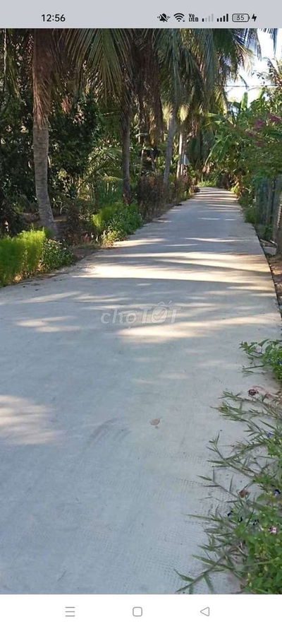 Bán 1500m đất Thạnh Ngãi  MCB lộ xe hơi 🚗🚗🚗 xxe tải vivu