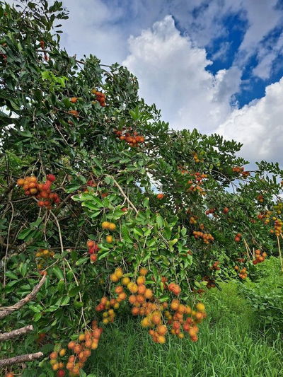 🌿 BÁN GẤP 1.000m² ĐẤT ĐỎ BAZAN – GIÁ CHỈ 980 TRIỆU TRỌN SỔ