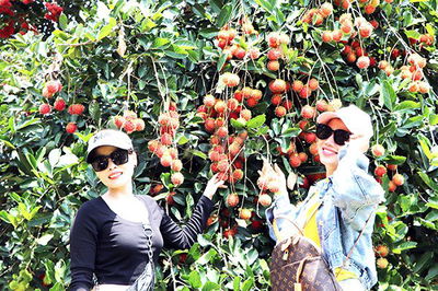 Em có 1000m² vườn Ăn trái lâu năm Dầu Giây, thổ nhưỡng tốt giá chỉ 1tỷ